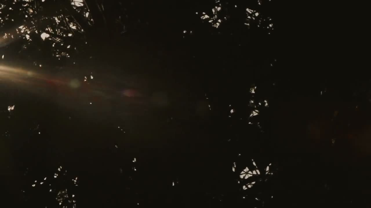 La luz de la mañana atraviesa un bosque, entre hojas y troncos.